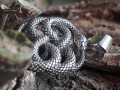 Zawieszka AURYN 2 srebro am215 4.jpg